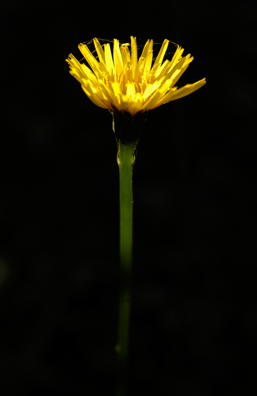 DSC_5946