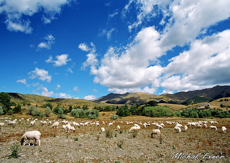 Lambs1409.jpg